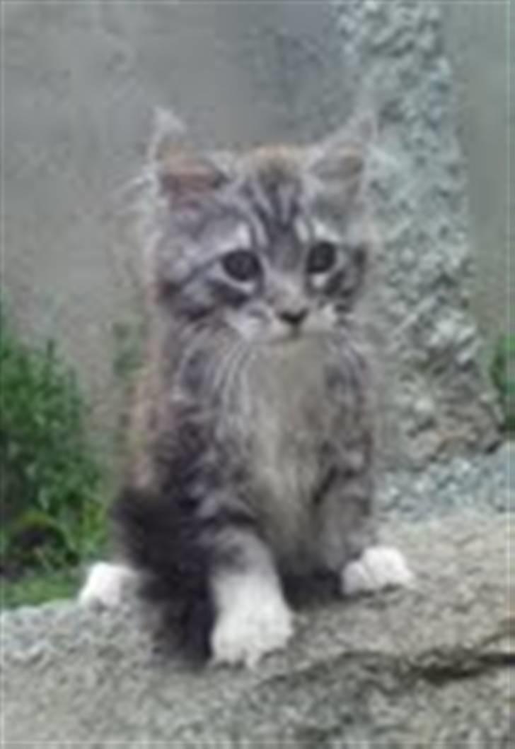 Maine Coon Lexus billede 5