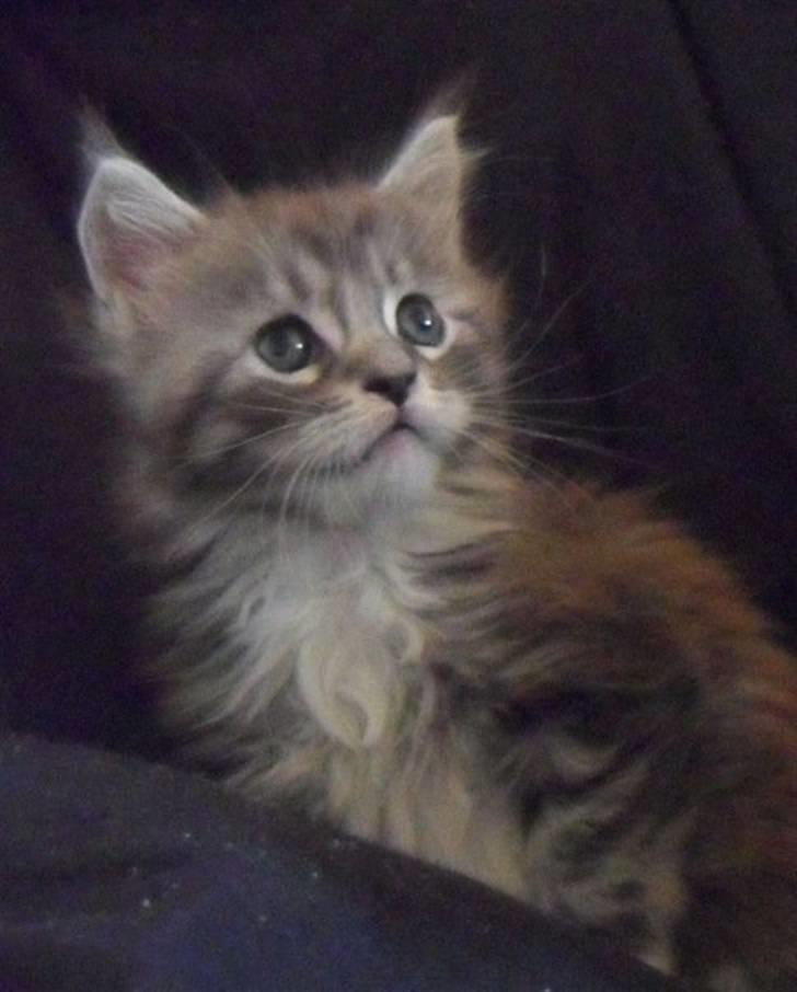 Maine Coon Lexus billede 6