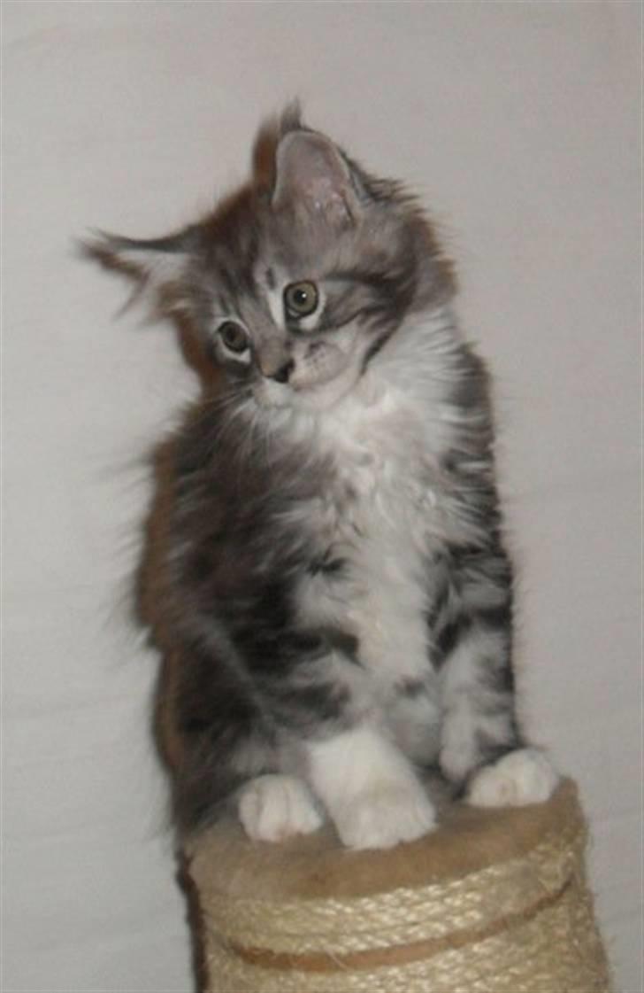 Maine Coon Lexus billede 7