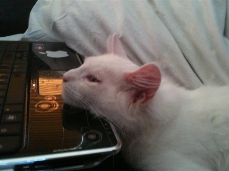 Blanding af racer Snebold billede 8