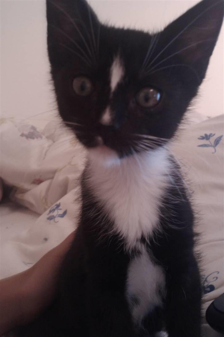 Huskat Balou billede 1