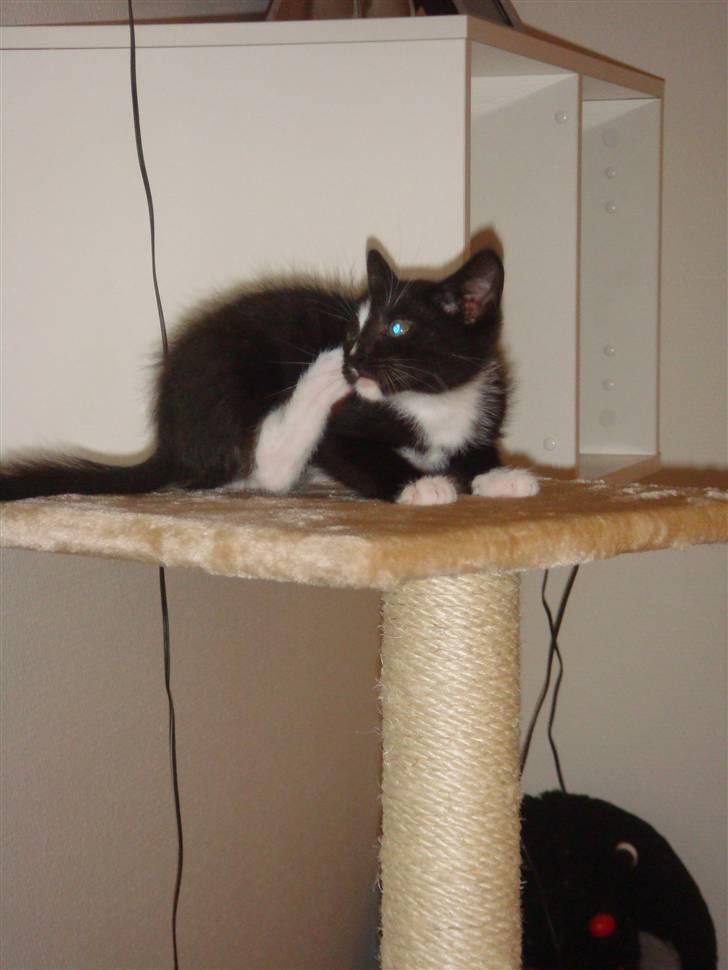 Huskat Balou billede 2