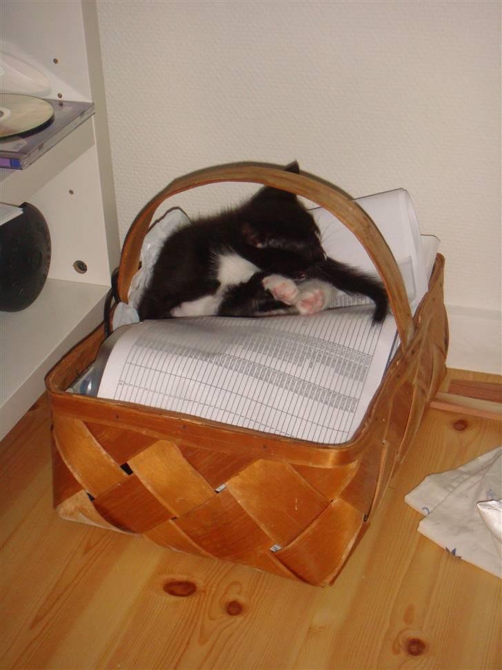 Huskat Balou billede 3