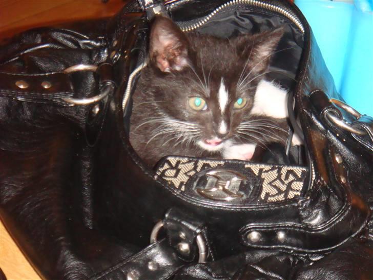 Huskat Balou billede 4