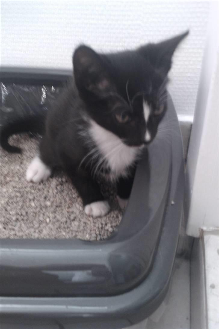 Huskat Balou billede 5