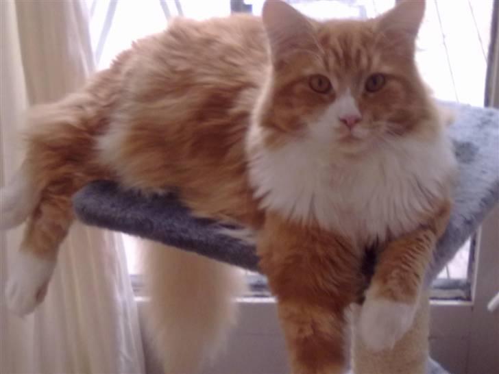 Maine Coon Purp billede 18