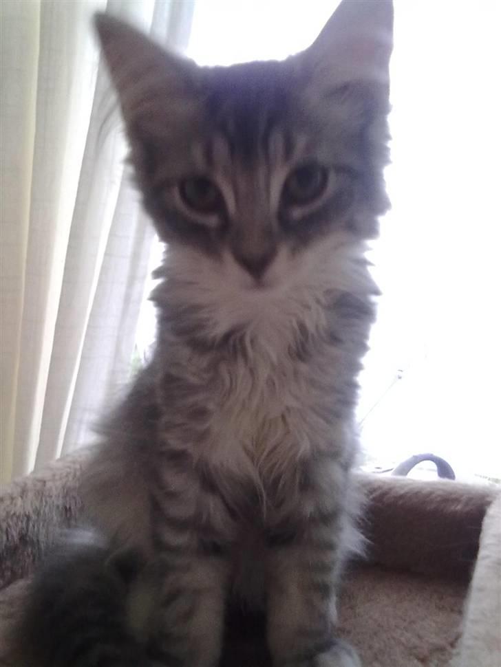 Maine Coon Nala billede 7