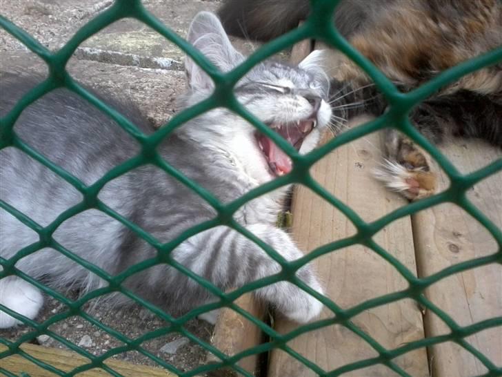 Maine Coon Nala billede 8