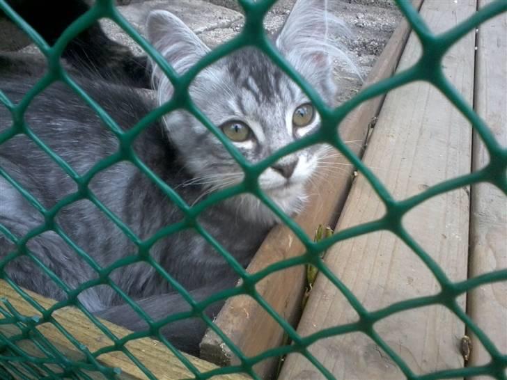 Maine Coon Nala billede 9