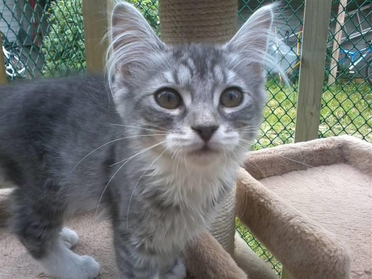 Maine Coon Nala billede 10