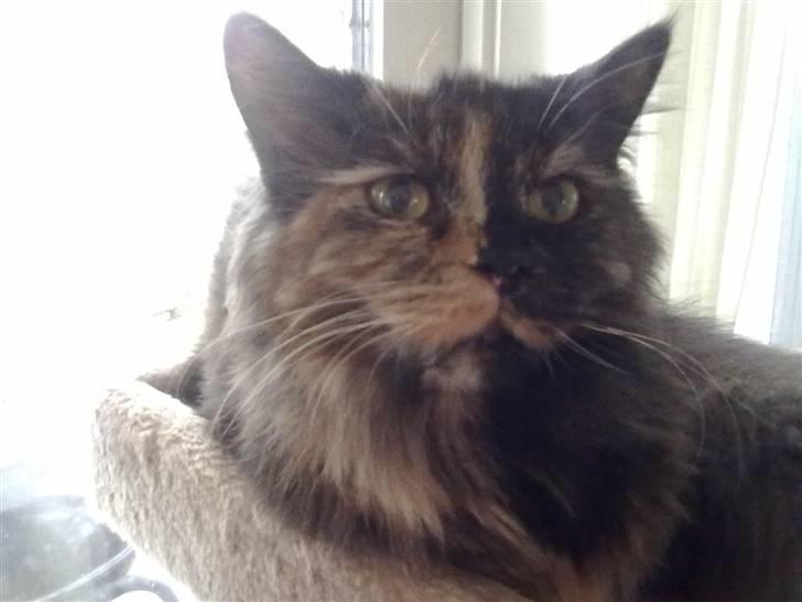 Maine Coon Zena billede 15
