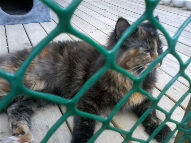 Maine Coon Zena billede 16