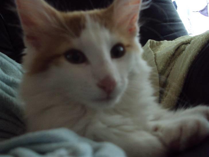 Norsk Skovkat DK Castris Jacob Black billede 12