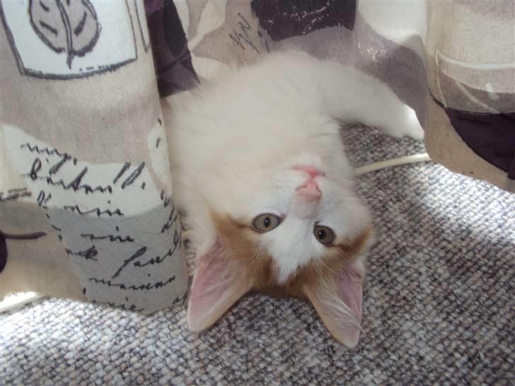 Norsk Skovkat DK Castris Jacob Black billede 13