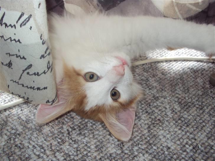 Norsk Skovkat DK Castris Jacob Black billede 14