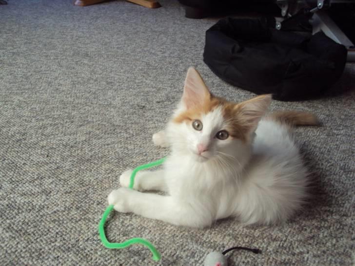 Norsk Skovkat DK Castris Jacob Black billede 15