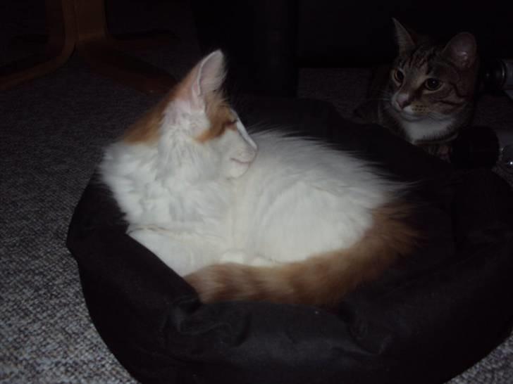 Norsk Skovkat DK Castris Jacob Black billede 16