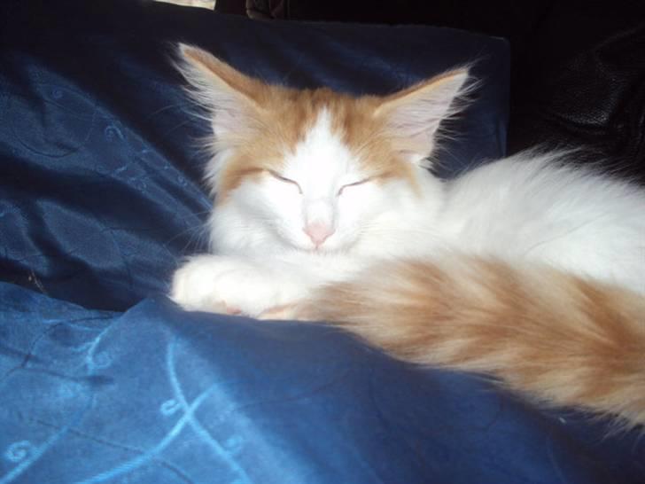 Norsk Skovkat DK Castris Jacob Black billede 17