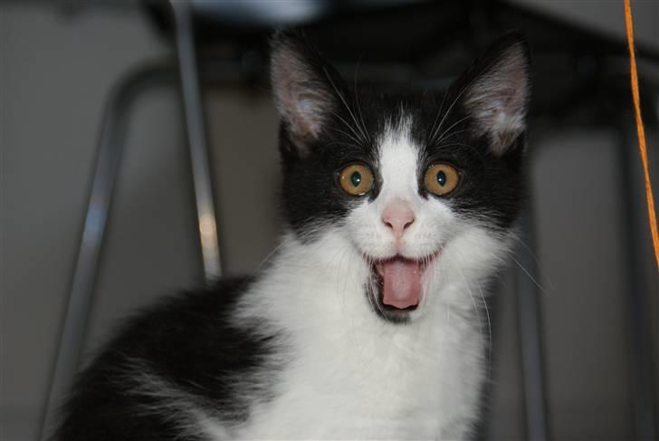 Blanding af racer Magnus (Shitface) - HEJ BØLLE :-) Velkommen til Magnus profil :-) billede 1