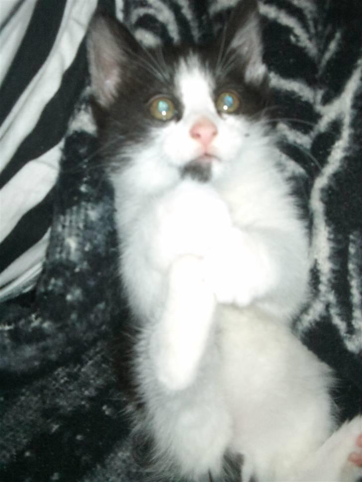 Blanding af racer Magnus (Shitface) - han er bare kær.. billede 2