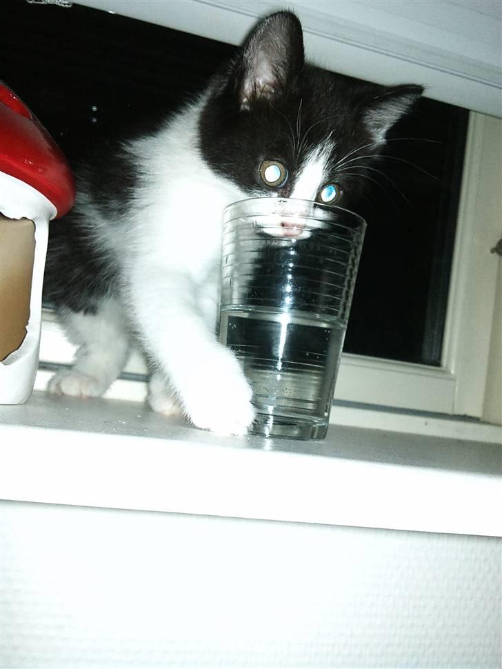 Blanding af racer Magnus (Shitface) - ´´uhh, der er vand i glasset, må hellere se om jeg kan få noget af det :-)´´ bøllemis :-D billede 3