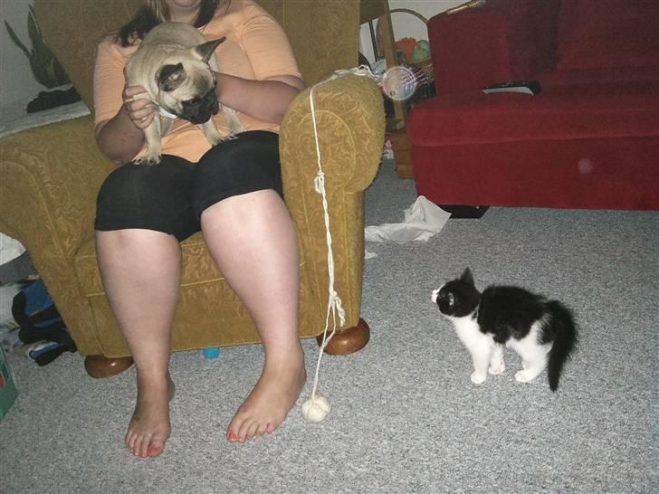 Blanding af racer Magnus (Shitface) - første møde med en hund :-) billede 4