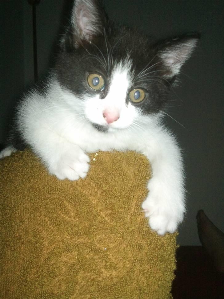 Blanding af racer Magnus (Shitface) - ´´STOLEN´´ han elsker den stol :-) billede 5