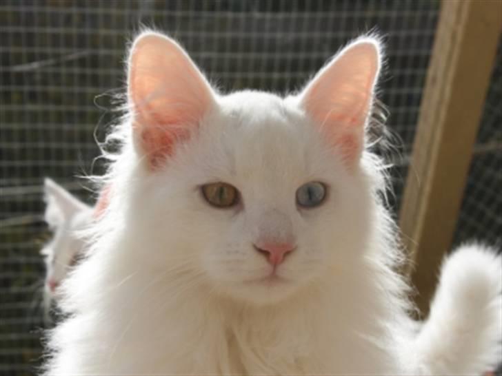 Norsk Skovkat Zalethco's Gandalf billede 2