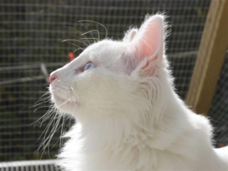 Norsk Skovkat Zalethco's Gandalf billede 3