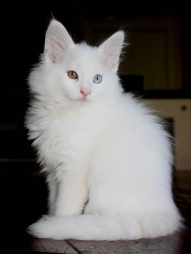 Norsk Skovkat Zalethco's Gandalf billede 4