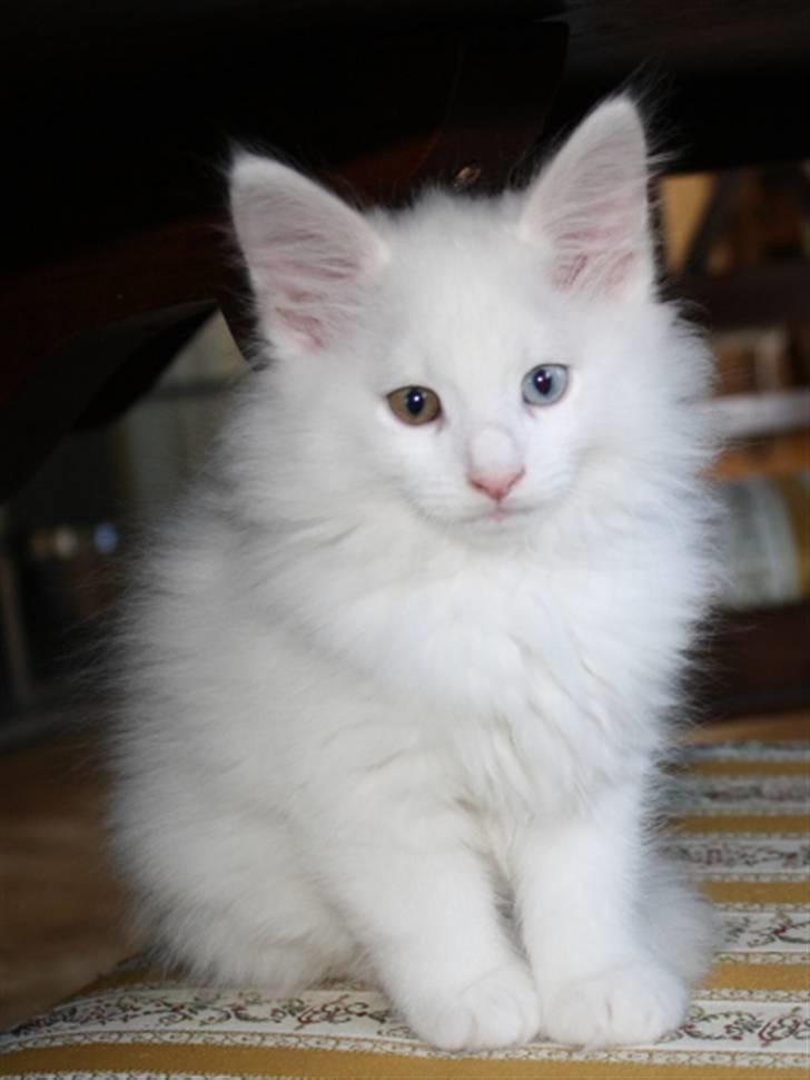 Norsk Skovkat Zalethco's Gandalf billede 5