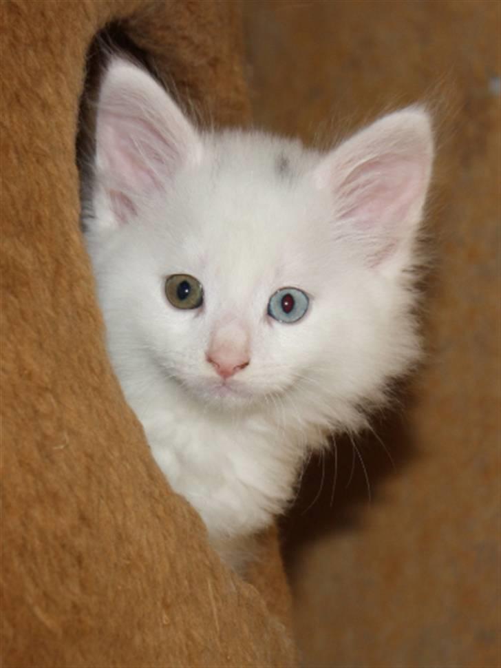 Norsk Skovkat Zalethco's Gandalf billede 6