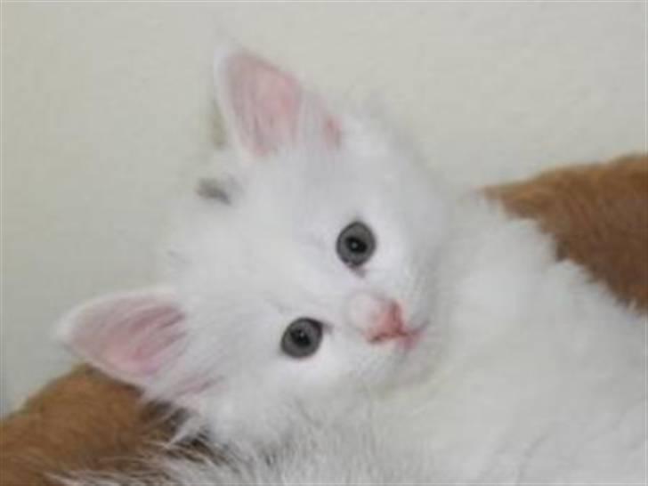 Norsk Skovkat Zalethco's Gandalf billede 7