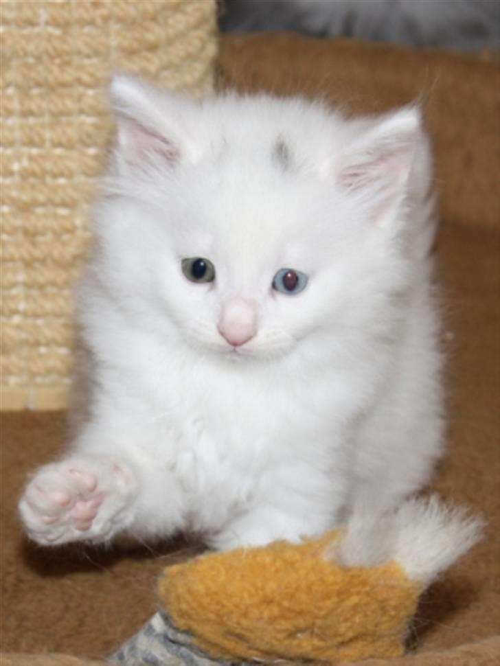 Norsk Skovkat Zalethco's Gandalf billede 8