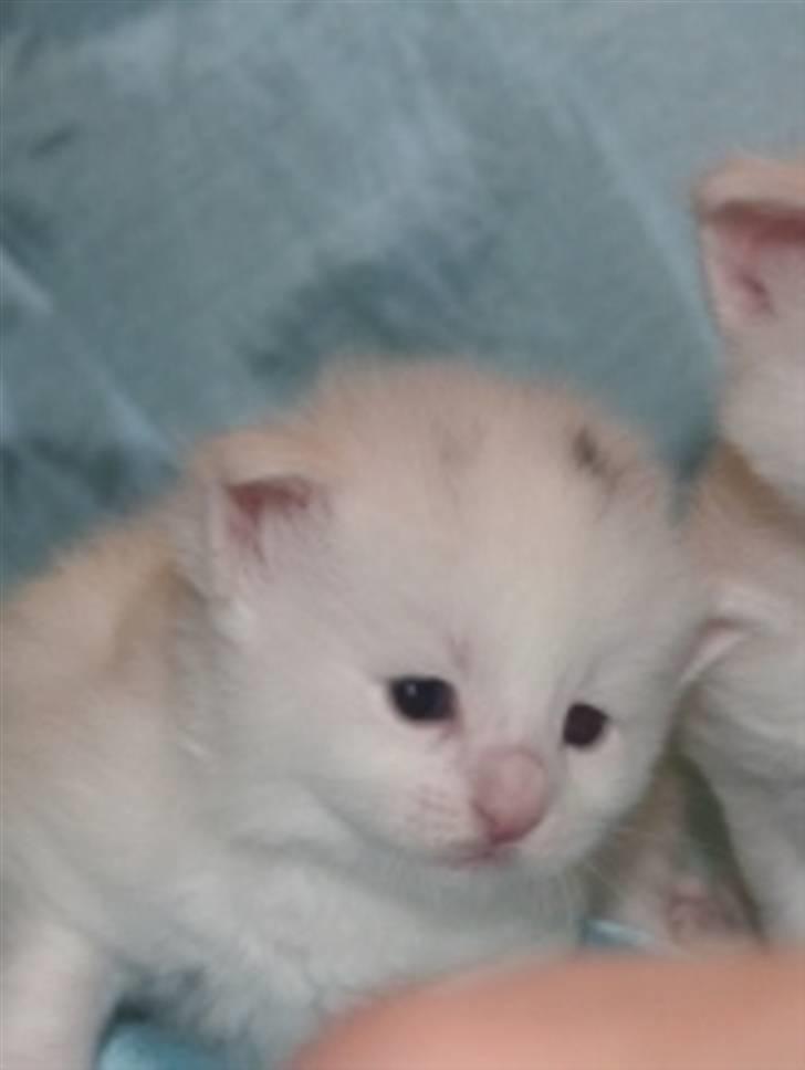 Norsk Skovkat Zalethco's Gandalf billede 9