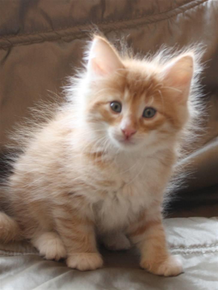 Norsk Skovkat Zalethco's Leopold billede 1