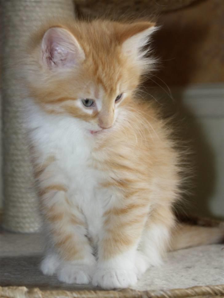 Norsk Skovkat Zalethco's Leopold billede 2