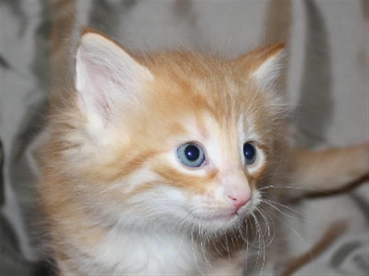 Norsk Skovkat Zalethco's Leopold billede 3