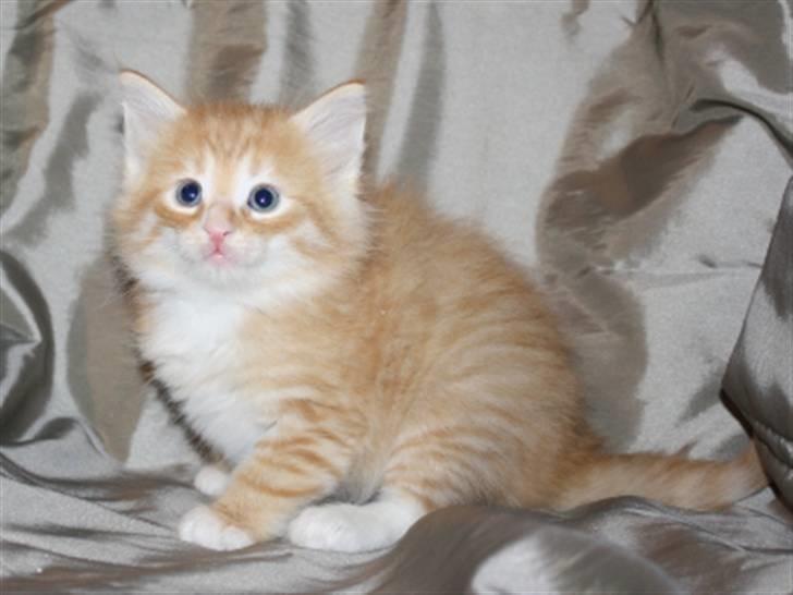 Norsk Skovkat Zalethco's Leopold billede 4