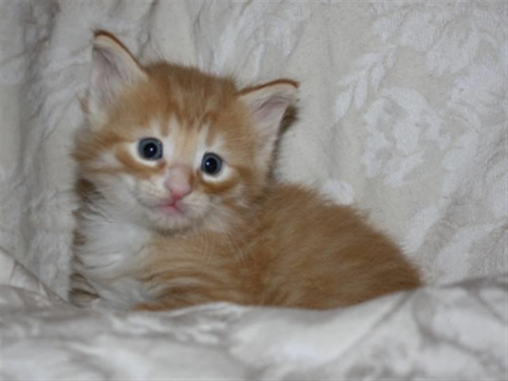 Norsk Skovkat Zalethco's Leopold billede 5