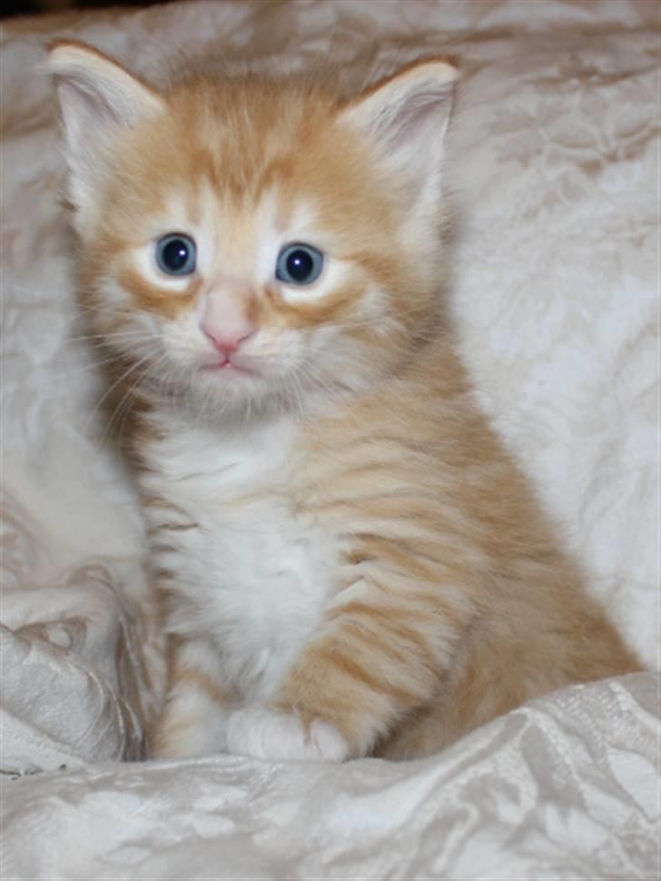 Norsk Skovkat Zalethco's Leopold billede 6