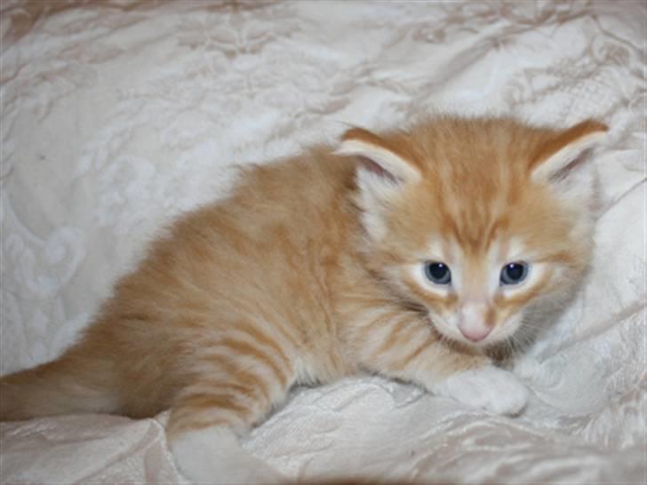 Norsk Skovkat Zalethco's Leopold billede 7