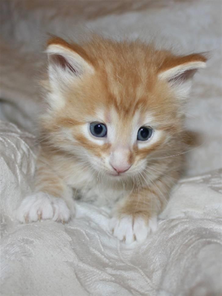 Norsk Skovkat Zalethco's Leopold billede 8