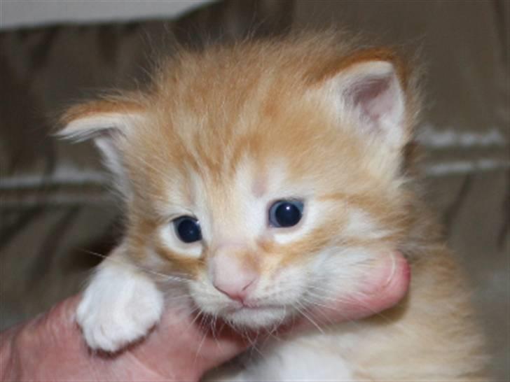 Norsk Skovkat Zalethco's Leopold billede 9