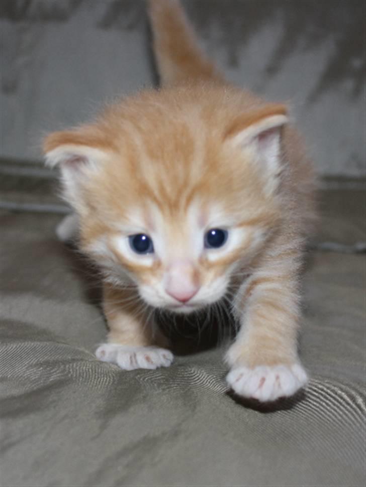 Norsk Skovkat Zalethco's Leopold billede 10