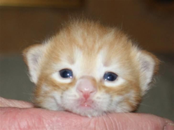 Norsk Skovkat Zalethco's Leopold billede 11