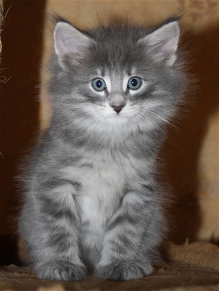 Norsk Skovkat Zalethco's Hani Balliwan billede 1