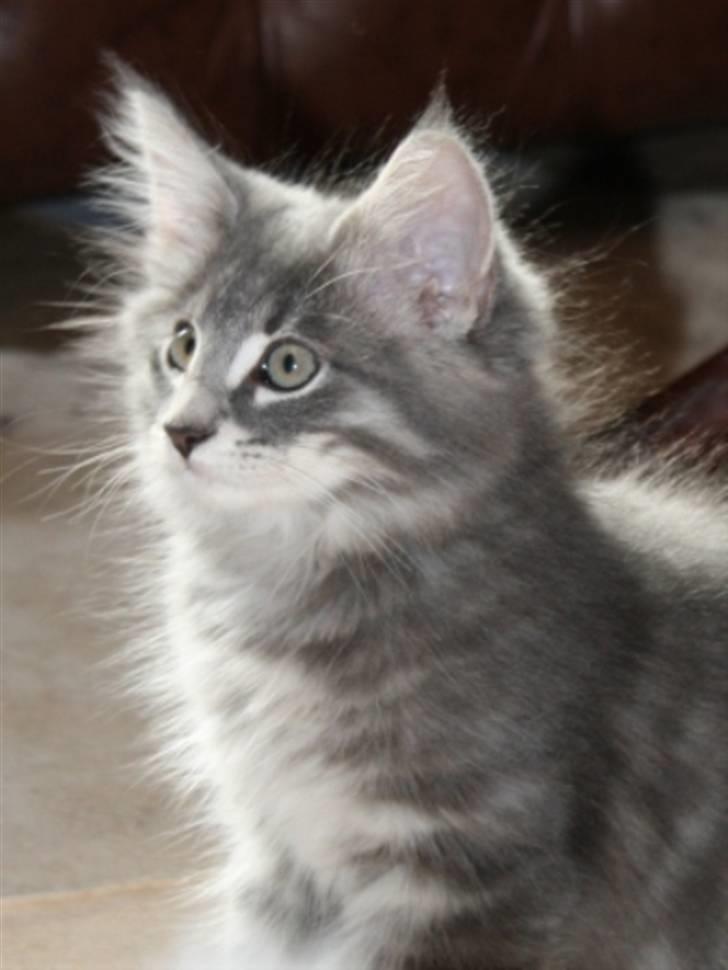 Norsk Skovkat Zalethco's Hani Balliwan billede 2