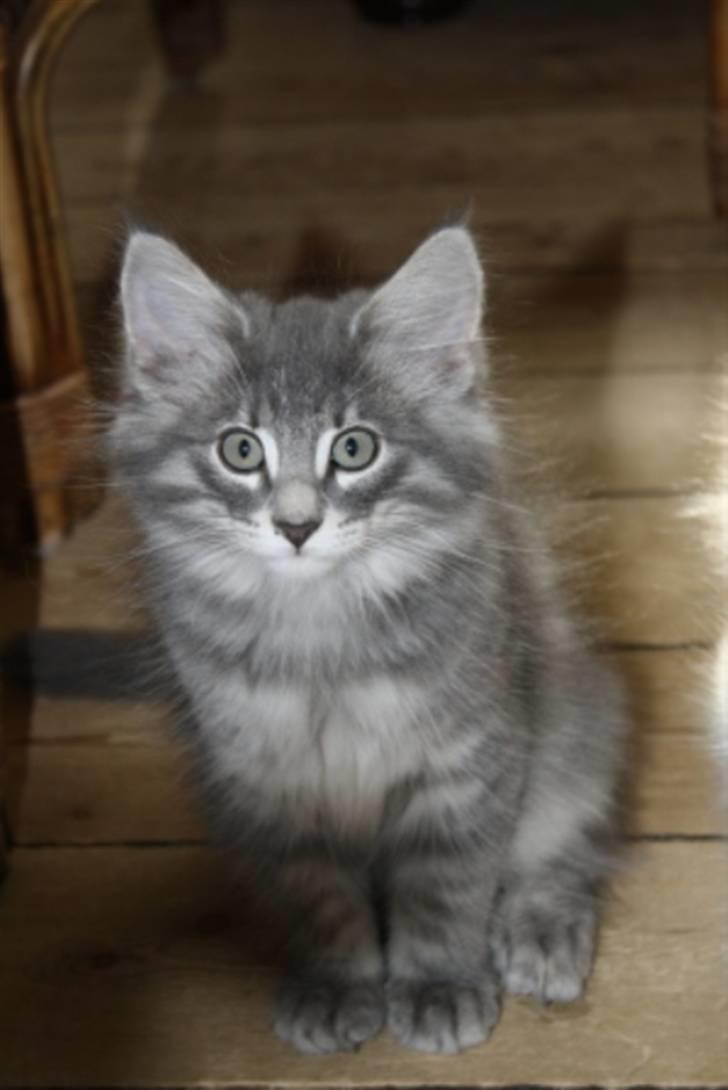 Norsk Skovkat Zalethco's Hani Balliwan billede 3