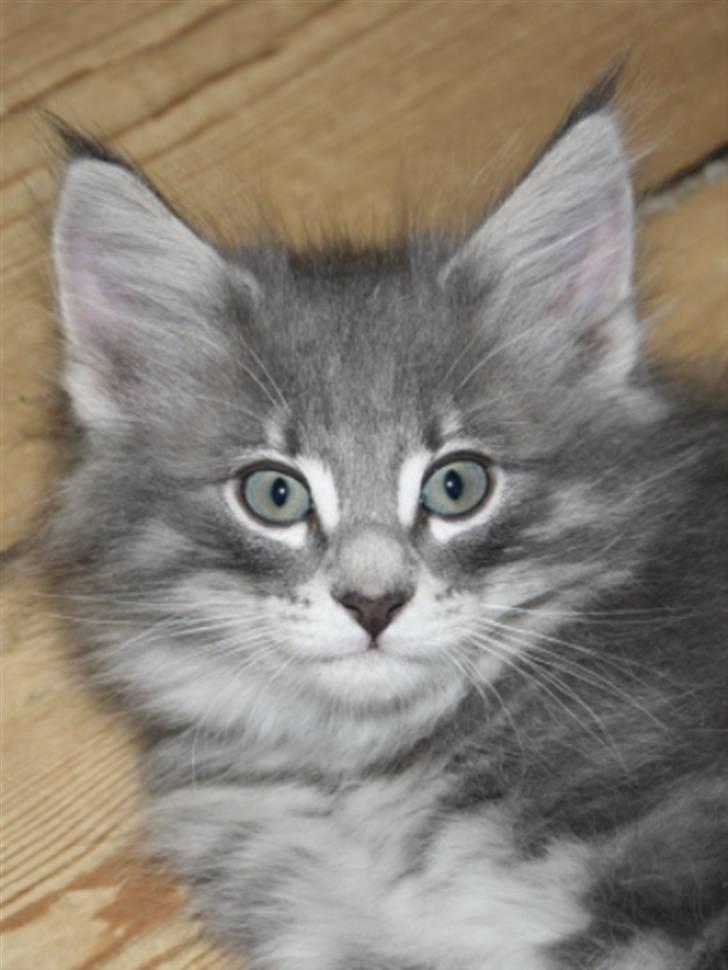 Norsk Skovkat Zalethco's Hani Balliwan billede 4